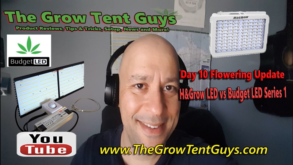 the grow tent guys update Day 10